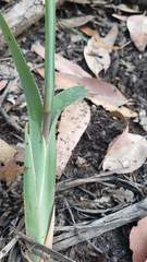 Dianella caerulea cinerascens