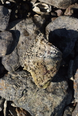 Hippopus