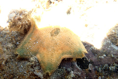 Meridiastra