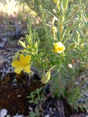 Hibbertia australis
