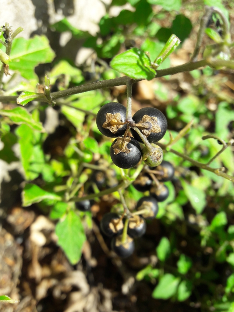 black nightshade from 94360 Bry-sur-Marne, France on October 7, 2020 at ...