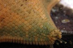 Meridiastra