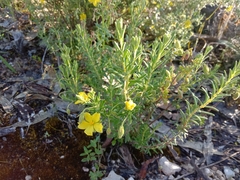 Hibbertia australis