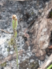 Caladenia transitoria