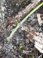 Caladenia transitoria