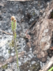 Caladenia transitoria