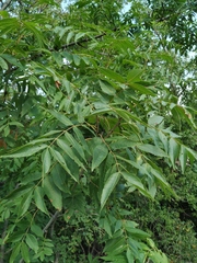 Fraxinus angustifolia oxycarpa