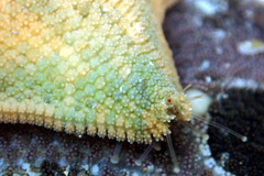 Meridiastra