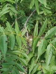 Fraxinus angustifolia oxycarpa