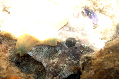 Meridiastra occidens