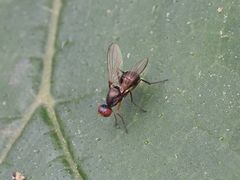 Nemopoda nitidula
