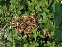 Rubus ibericus