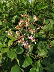 Rubus ibericus