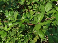 Rubus ibericus