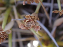 Euphorbia loricata