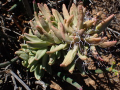 Tylecodon reticulatus