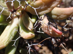 Tylecodon reticulatus