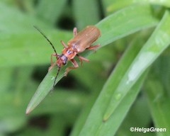 Cantharis rufa