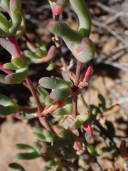 Leipoldtia schultzei