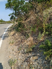 Piptatherum holciforme