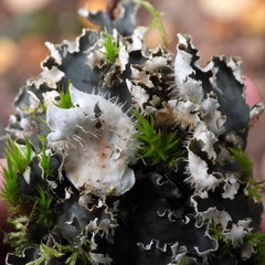 Peltigera hymenina