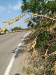 Piptatherum holciforme