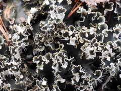 Peltigera hymenina