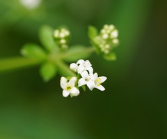 Asperula euryphylla
