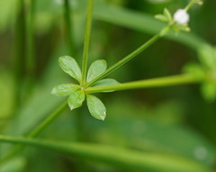 Asperula euryphylla