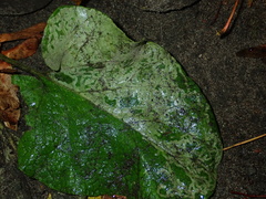 Phytomyza lappae