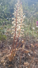 Lachenalia thomasiae
