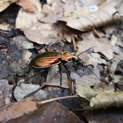 Carabus lineatus