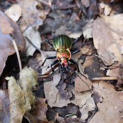 Carabus lineatus