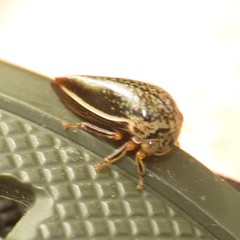 Stictopelta marmorata