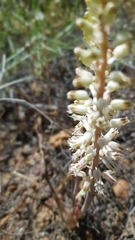 Lachenalia thomasiae