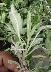 Podosphaera leucotricha