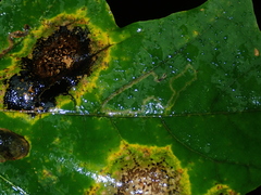 Stigmella aceris