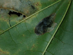 Phyllonorycter joannisi