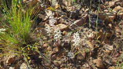 Lachenalia thomasiae