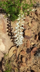 Lachenalia thomasiae