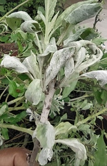 Podosphaera leucotricha