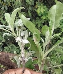 Podosphaera leucotricha