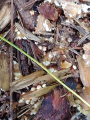 Sphaerobolus stellatus