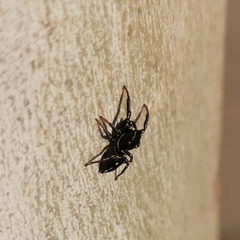 Salticidae