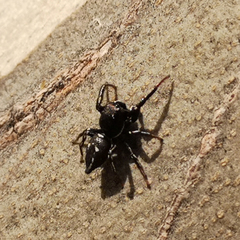 Salticidae