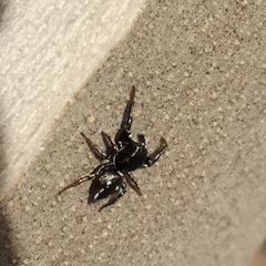 Salticidae