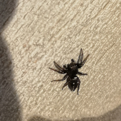 Salticidae
