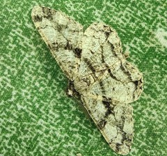 Peribatodes umbraria