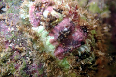 Plaxiphora matthewsi