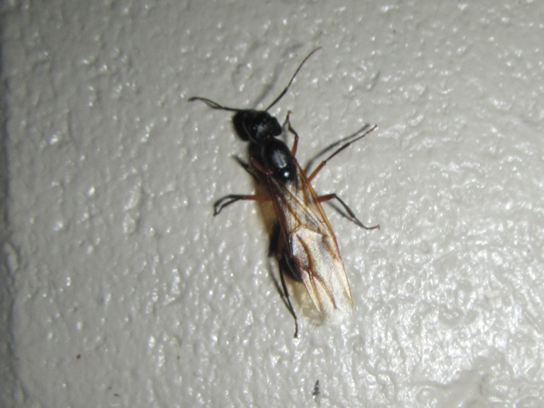 Camponotus confusus